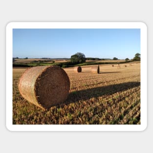 Round bales in evening light Sticker